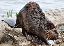 North American Beaver on a river bank