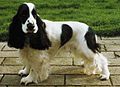 Cocker spaniel pluricolore: bianco e nero