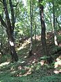 Die „Roedchesmauer“ an der Dornburg ist mittlerweile vollständig vom Wald überwachsen