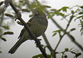 emberiza spodocephala