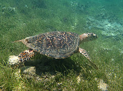 Tortue imbriquée immature (Eretmochelys imbricata) dans le même lagon, baptisée « Goewyn » dans le programme.