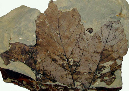 Фосилни Platanus лист из палеоцена у Алберти, Канада.