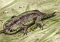 Gerobatrachus hottoni, of the early Permian of Texas; this may be a close relative of present-day amphibians