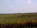 Champ de blé près de Temerin