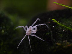 Limnopilos naiyanetri (Hymenosomatidae)