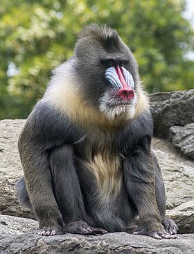 Mandril macho