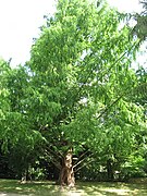 Metasequoia glyptostroboides