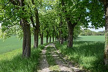 Vom Betrachter wegführende Allee mit blühenden Kastanien, zwischen den Baumreihen ein schmaler Feldweg