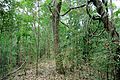 Subtropical semi-evergreen seasonal forest at the end of the dry season