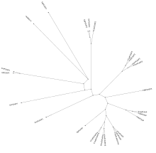 Phylogenetic tree of type 1 paracaspases.