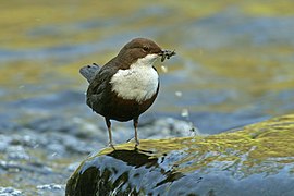 Wasseramsel (Cinclus cinclus)