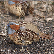 Bambusicola thoracicus