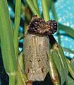 Pupa, ventral view