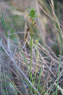 Echinaria capitata 02 LM Lunel Nord 080420.jpg