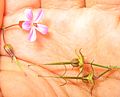 Geranium robertianum