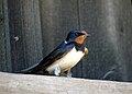 Hirundo rustica