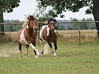 Bonte huzules in galop