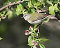 Tennessee warbler