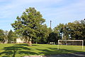 Fußballplatz mit Eiche