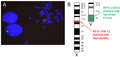 Výsledky in situ hybridizace chromozomů X a Y sondou BAC