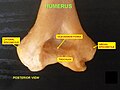 Trochlea. Posterior view.