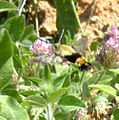 Snowberry moth in Elizabethtown, Kentucky