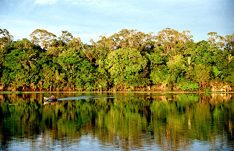 Arbaro ĉe Amazonio