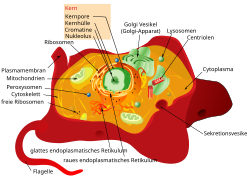 Tierzelle als eine eukaryotischen Zelle