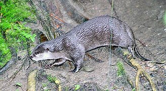 Loutre cendrée (Aonyx cinerea)