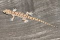 Gekkonidae (Hemidactylus brookii, Nikwata madoadoa)