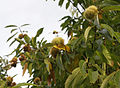 Plody na stromě