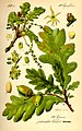 Image 36Buds, leaves, flowers and fruit of oak (Quercus robur) (from Tree)