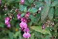 Flowers in Deschambault-Grondines, Quebec, Canada