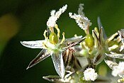 Juncus squarrosus — квітка