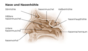 Menschliche Nase in der schematischen Seitenansicht