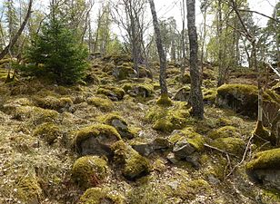 Leden i Stäketskogens naturreservat