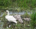 Family of mute swans nesting by the River Parrett Trail near Langport