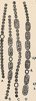 A. inaequalis h: Heterocyste sp: Spore