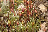 sporophytes mûrs