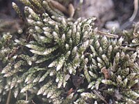 Bryum argenteum à l'état sec, on observe les feuilles imbriquées le long de la tige. L'extrémité des rameaux semble blanche.