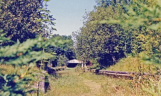 Overgrown and derelict railway platforms