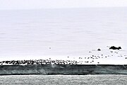 Komsomolets Island: Empty oil drums at Arctic Cape (Komsomolets Island; 81°15‘N, 95°39‘E).