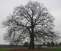 Napoleonsbuche bei Lünen-Gahmen