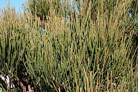 Ephedra fragilis.