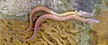 Image 43The olm's blood makes it appear pink. (from Animal coloration)