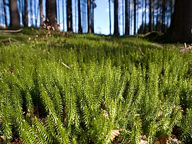 bilde av stri kråkefot, en av kråkefotplantene