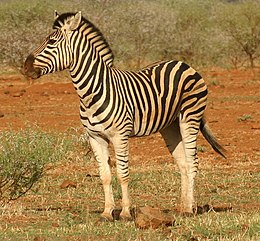 Alföldi zebra (Equus quagga)