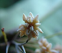 Amborella trichopoda