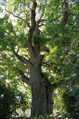 Közönséges pagodafa (Styphnolobium japonicum)