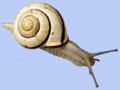 Cepaea nemoralis